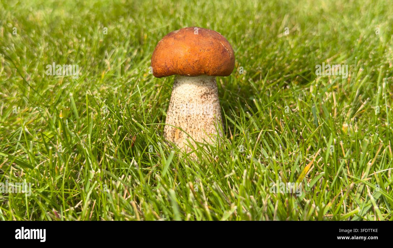 Wald-Essigling (lat. Leccinum scabrum, allgemein bekannt als Birken-Essigling, rau-stieliger Essigling oder Scaber-Stiel) wächst in frischem Grün - Smartphone-aufgenommenes Stockfoto