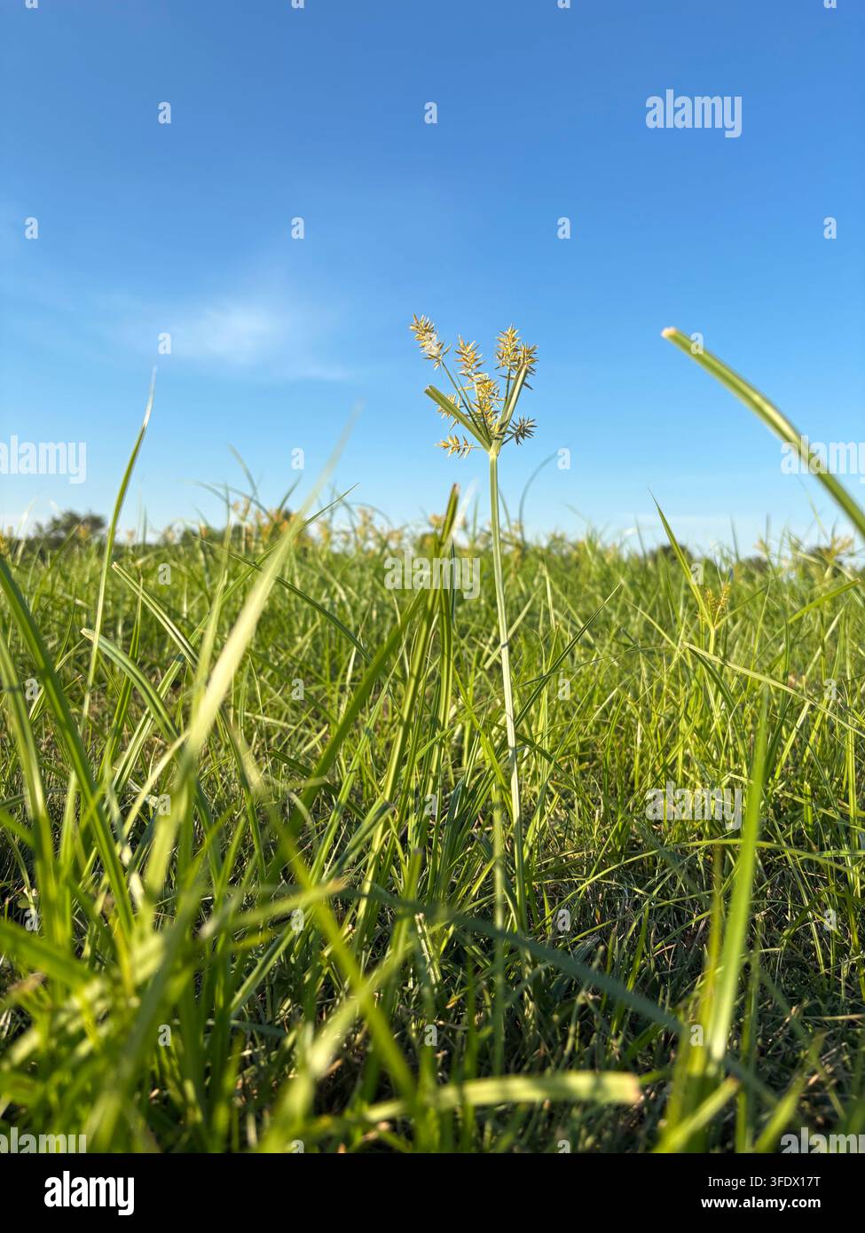 Gelbe Schwertlilie Stockfoto