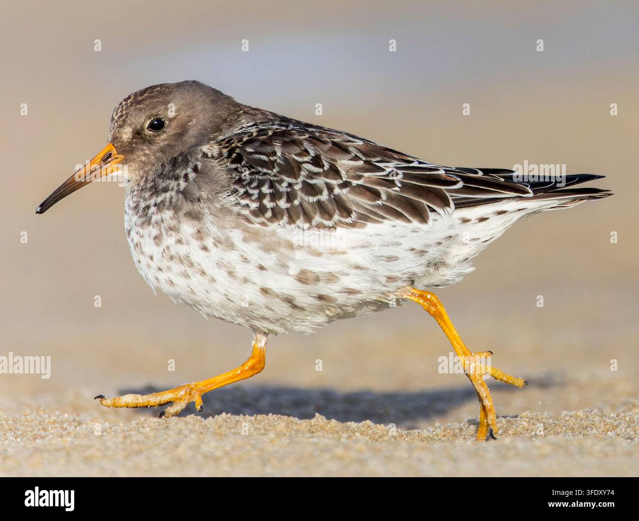 Purple Sandpiper (Calidris maritima) überwintert entlang der niederländischen Nordseeküste auf Texel, Niederlande. Über den Strand laufen. Stockfoto