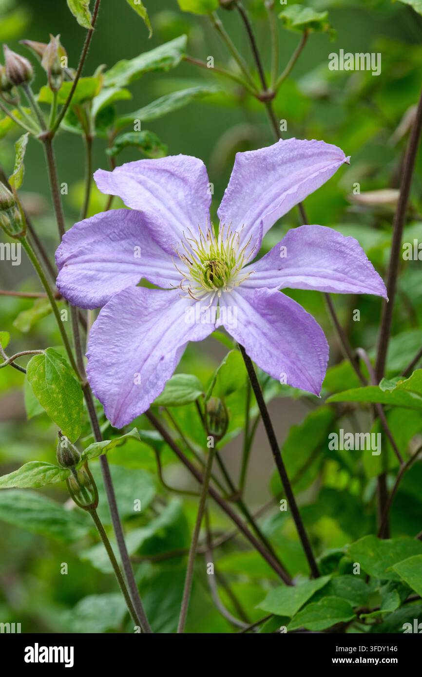 Clematis Prince Charles, einfach, violett-blaue Blüte, grünlich-gelbe Staubblätter, spätsommerblühende Viticella-Clematis Stockfoto