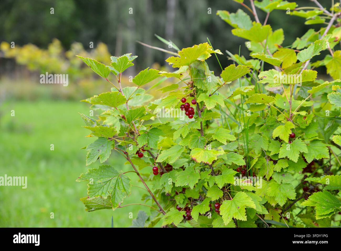 Nahaufnahme von reifen roten Ribissen, die zwischen frischen grünen Blättern in einer Gartenumgebung wachsen, mit sanftem natürlichem Licht und reichlich Kopierraum für Essen, Garten Stockfoto