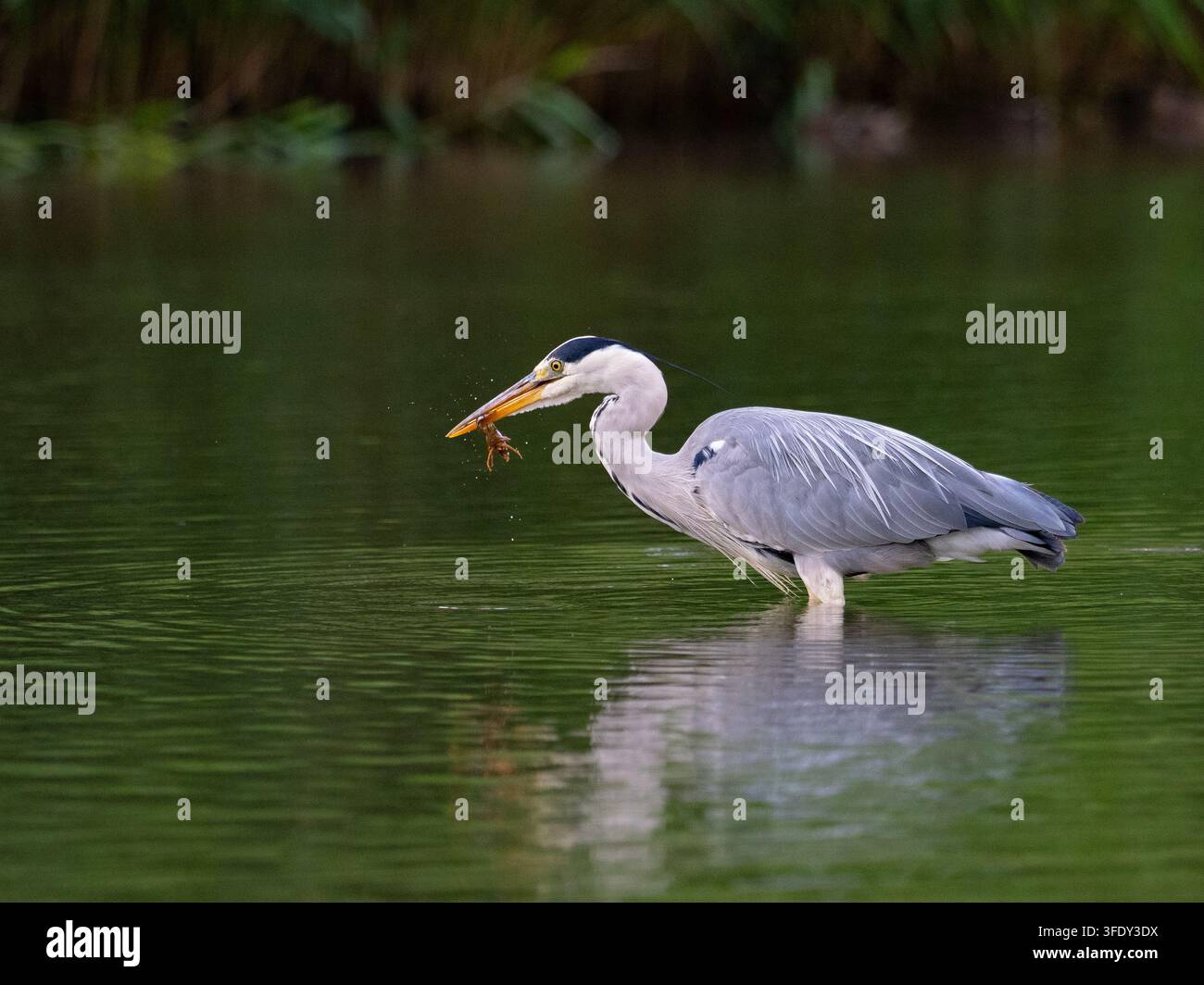 Grauer Reiher fängt Krebse im Wasser Stockfoto