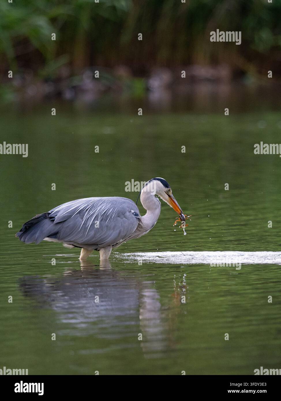 Grauer Reiher fängt Krabbe im Wasser Stockfoto
