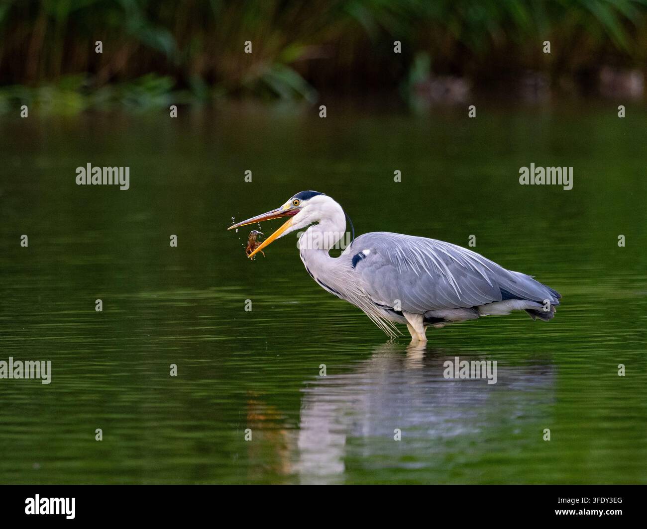 Graureiher fängt Beute im Wasser Stockfoto