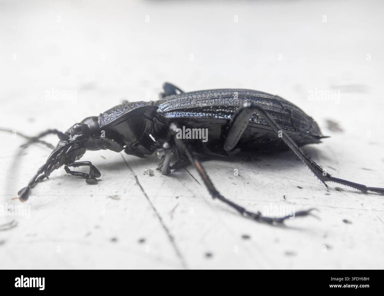 Nahaufnahme eines großen schwarzen Käfers mit langen Beinen und einer langen Nase, der auf einer weißen Oberfläche liegt. Carabus granulatus, Carabinae Stockfoto