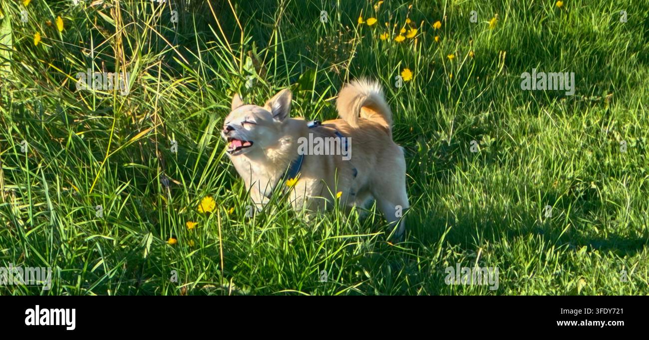 Kleiner glücklicher Hund genießt die Sonne in hohem grünem Gras und gelben Wildblumen an einem Sommertag. - Smartphone-aufgenommenes Stockfoto