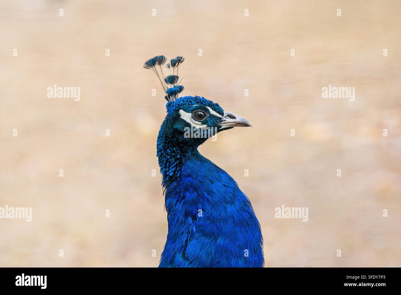 Porträt eines blauen Pfaus im Stadtpark Stockfoto