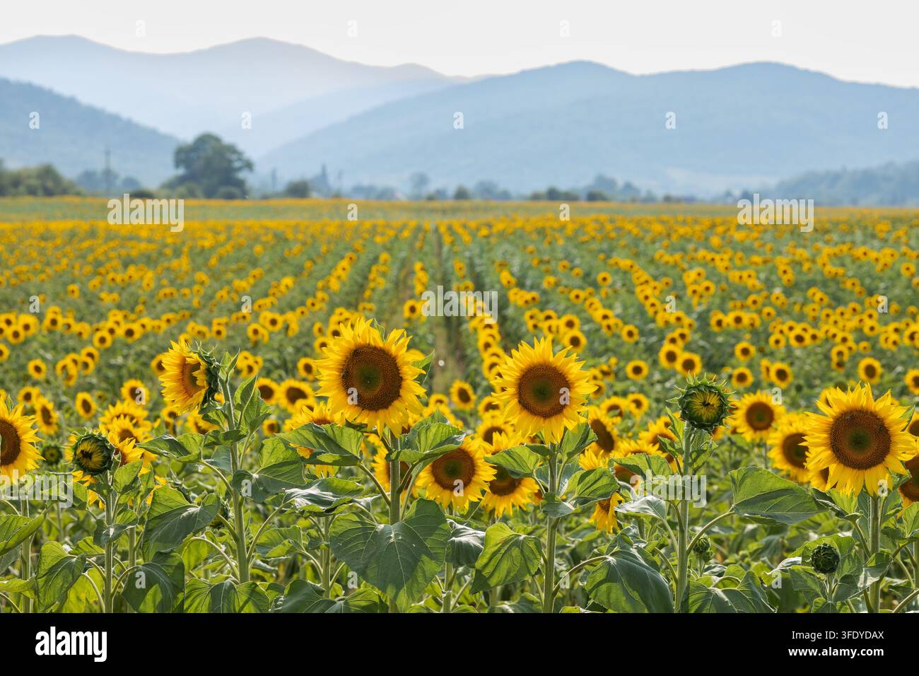 endloses Feld mit schönen blühenden Sonnenblumen vor dem Hintergrund der Berge Stockfoto