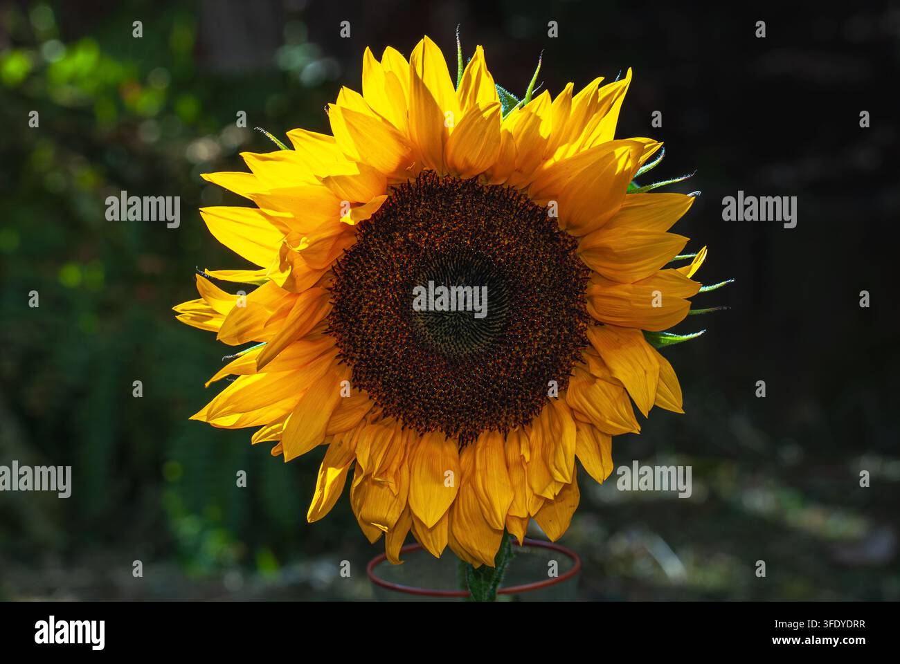 voller Sonnenblumen im Nachmittagslicht Stockfoto