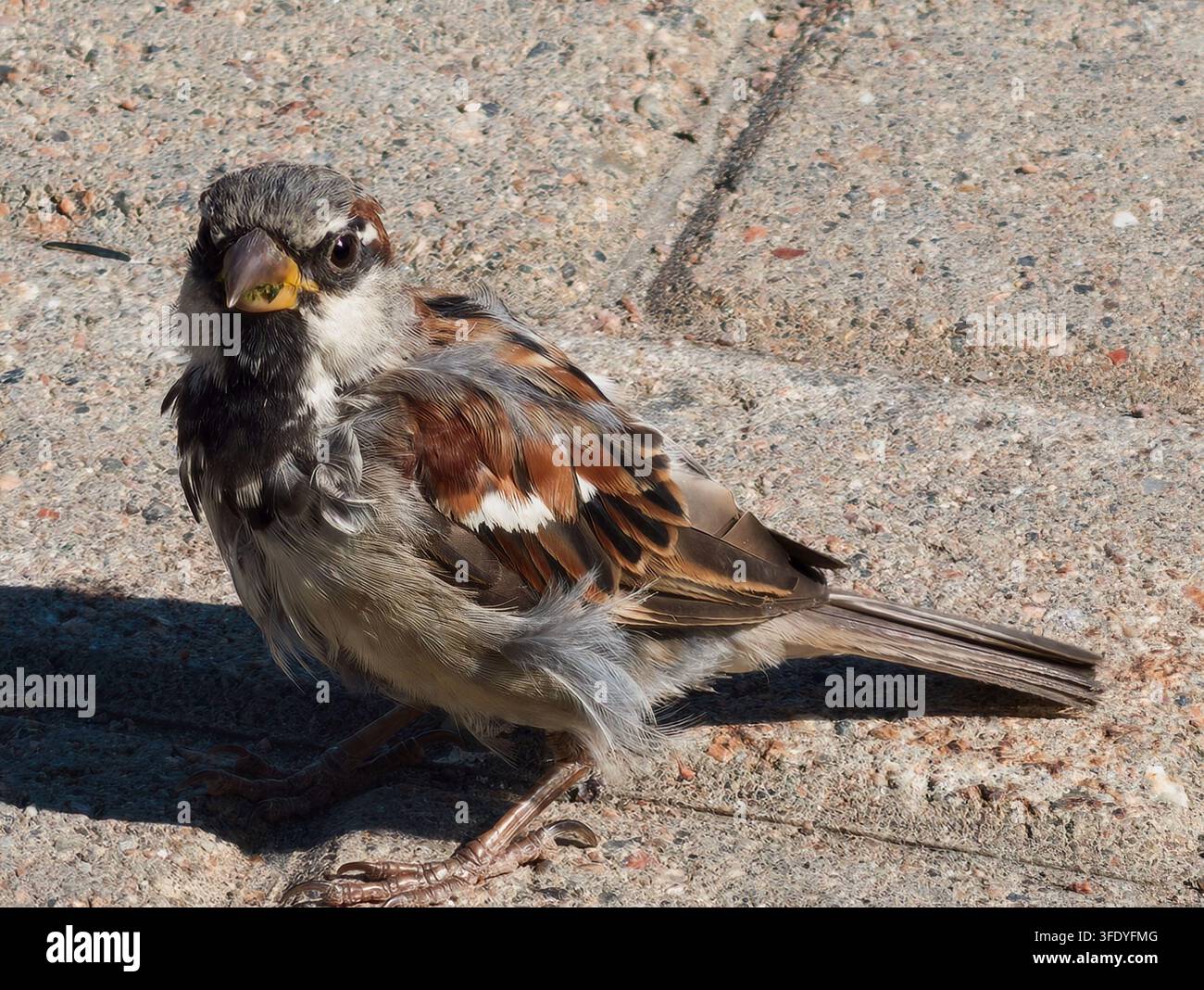Männlicher Hausspatz im Mauser, mit seinem charakteristisch massiven konischen Schnabel, kastanienbraunem Gefieder mit schwarzen Streifen auf dem Rücken und einem gräulichen Kontrast Stockfoto