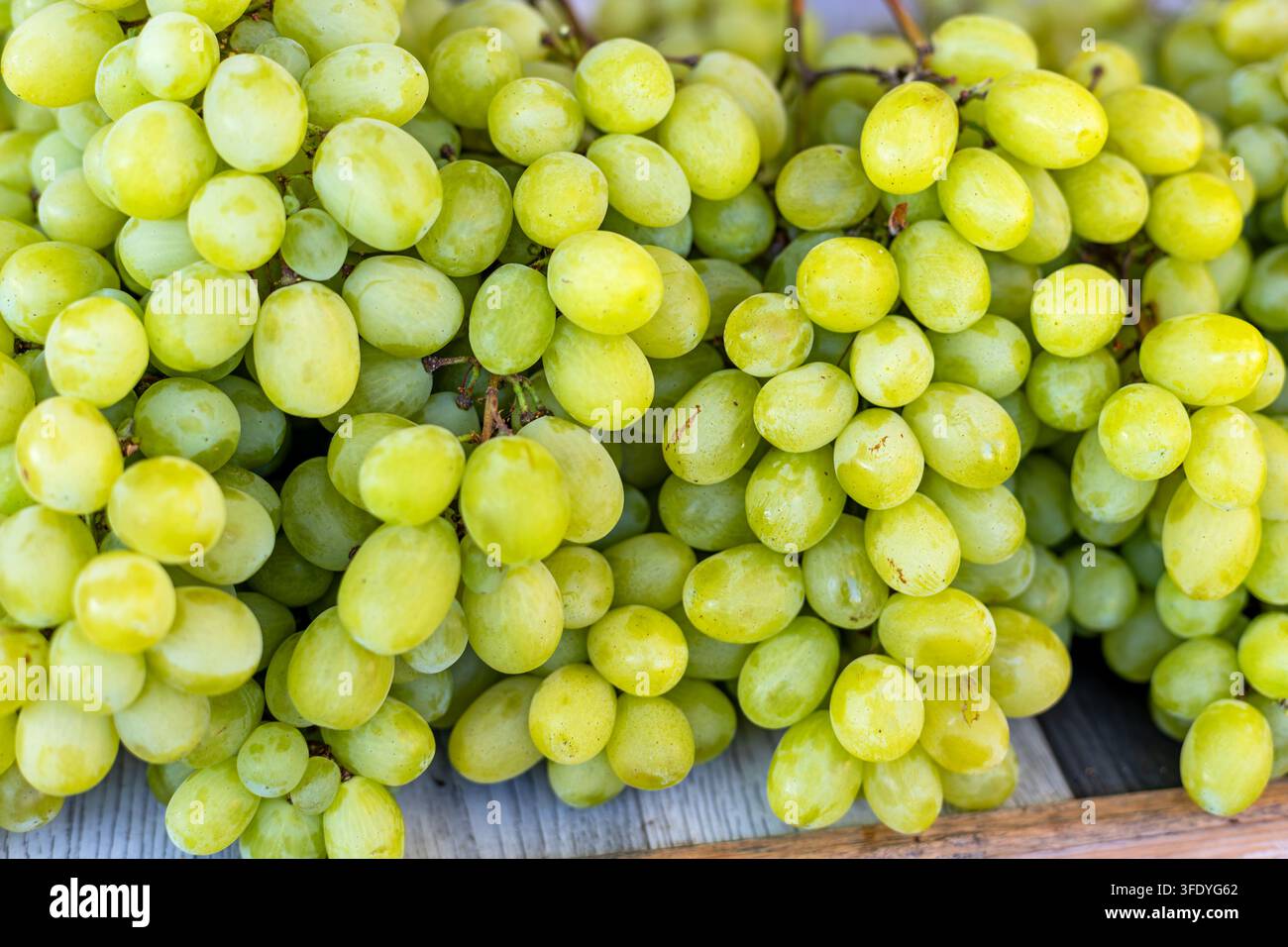 Nahaufnahme von frischen grünen Trauben. Nahaufnahme von frischen, reifen grünen Traubenbeeren, die eine Obst- und Gemüsetheke füllen. Stockfoto