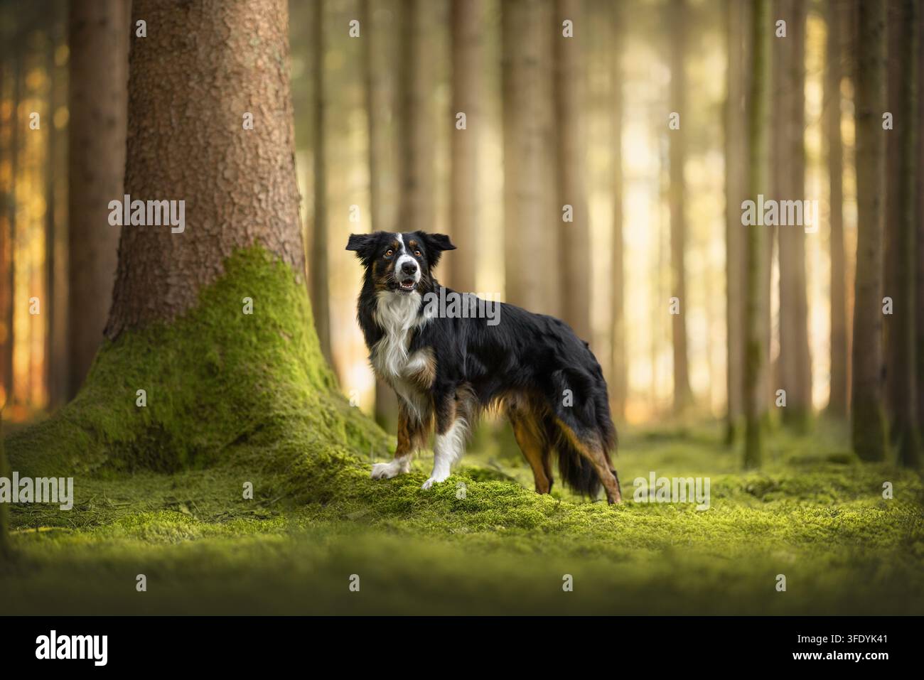Border Collie steht auf moosigem Waldboden Stockfoto