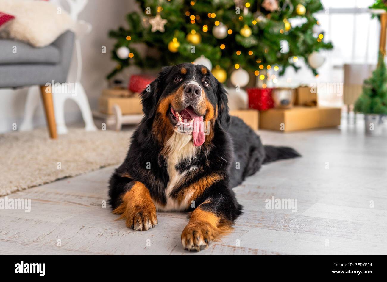 Berner Sennenhund Liegt Vor Dem Weihnachtsbaumdekor Stockfoto