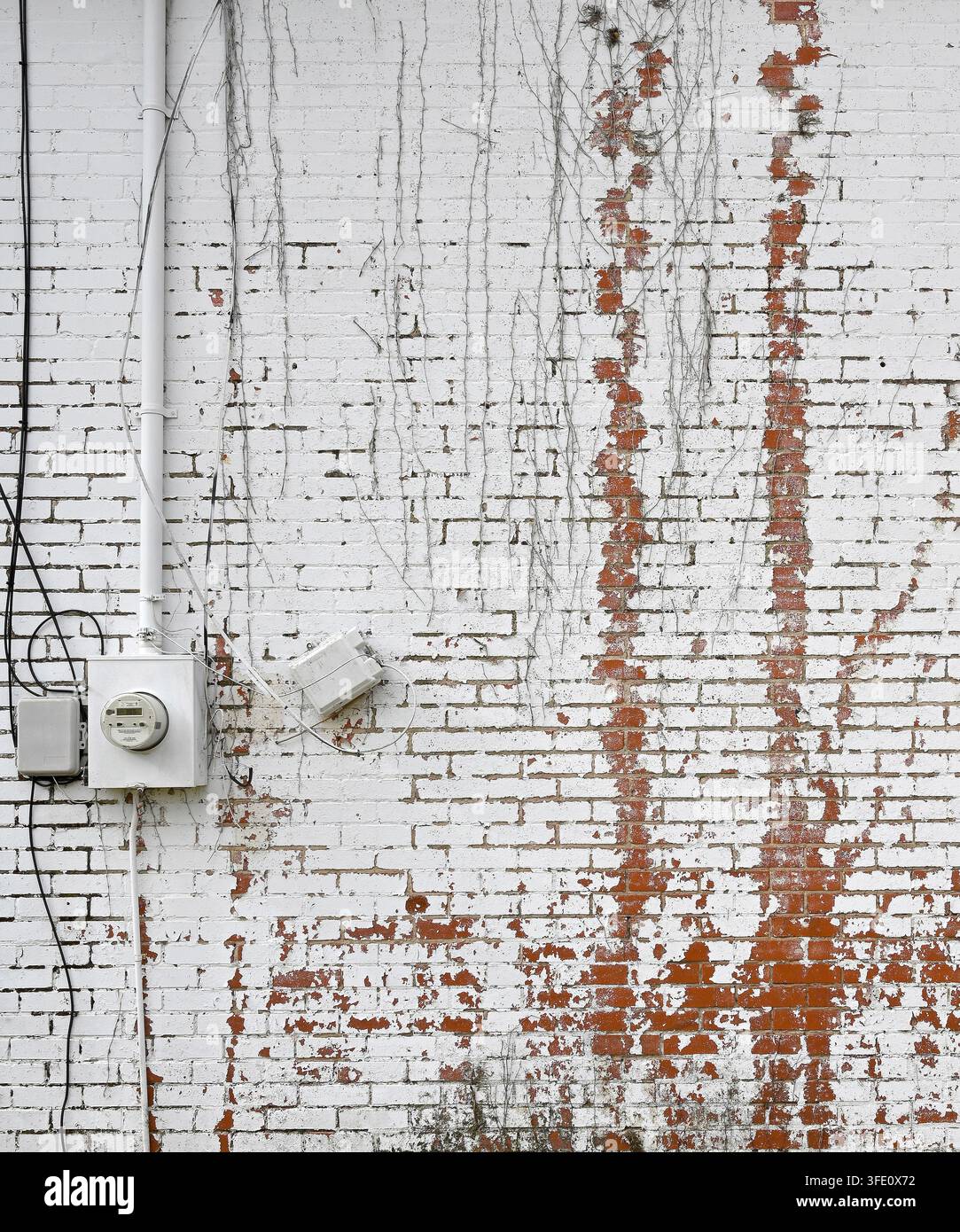 Weiß gestrichene rote Backsteinmauer mit abgenutzter Farbe, freiliegenden Weinsilhouetten, groben Mörtelffugen, Stromkästen, Leitungsrohren und getrockneten Weinrebenresten Stockfoto