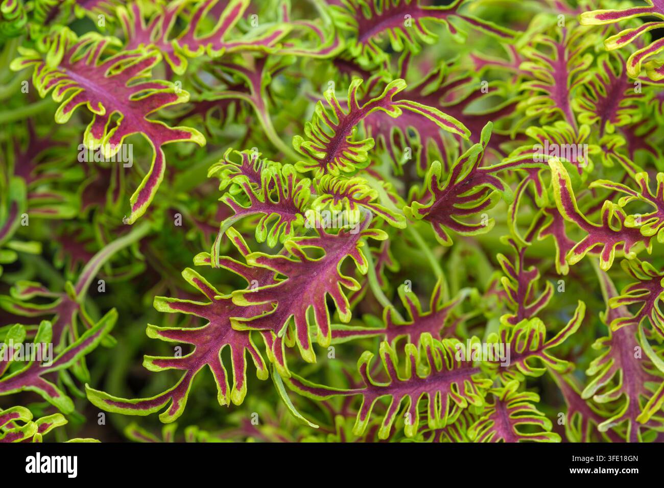 Coleus Skeletal, tief geschnittene, grätenförmige kastanienbraune Blätter mit einem Rand in lebhaftem Limonengrün Stockfoto