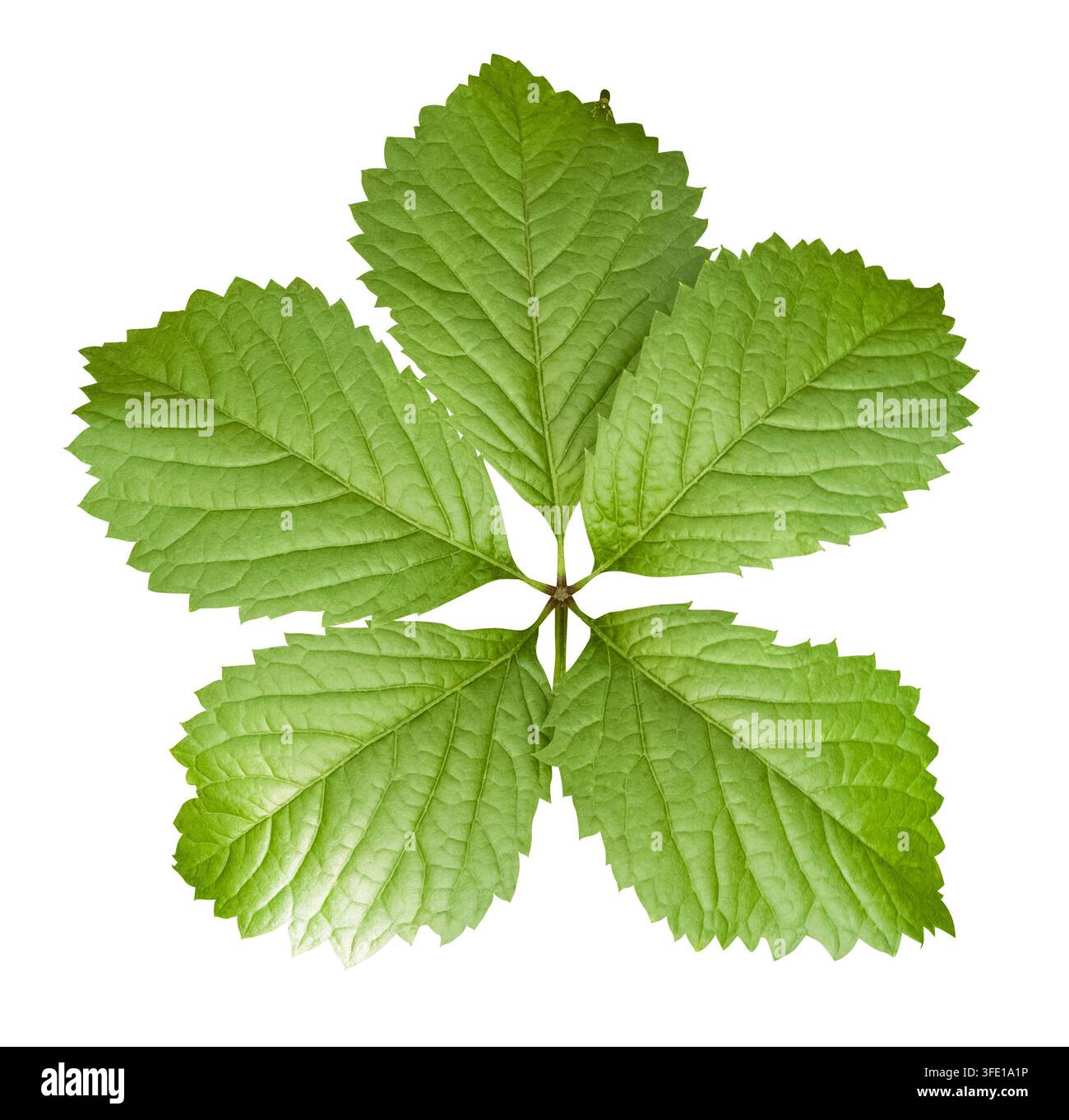 Grüne zusammengesetzte Blatt mit fünf Blättchen und gezackten Rändern, ideal für Ausschnitte isoliert auf weißem Hintergrund Stockfoto