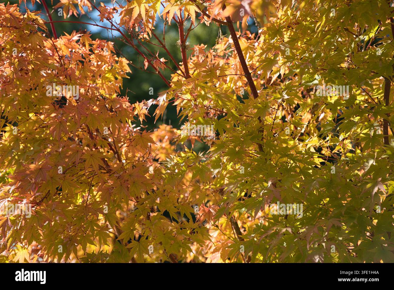 Bäume zeigen leuchtende Farben in den Gärten von Oregon im Herbst. Stockfoto