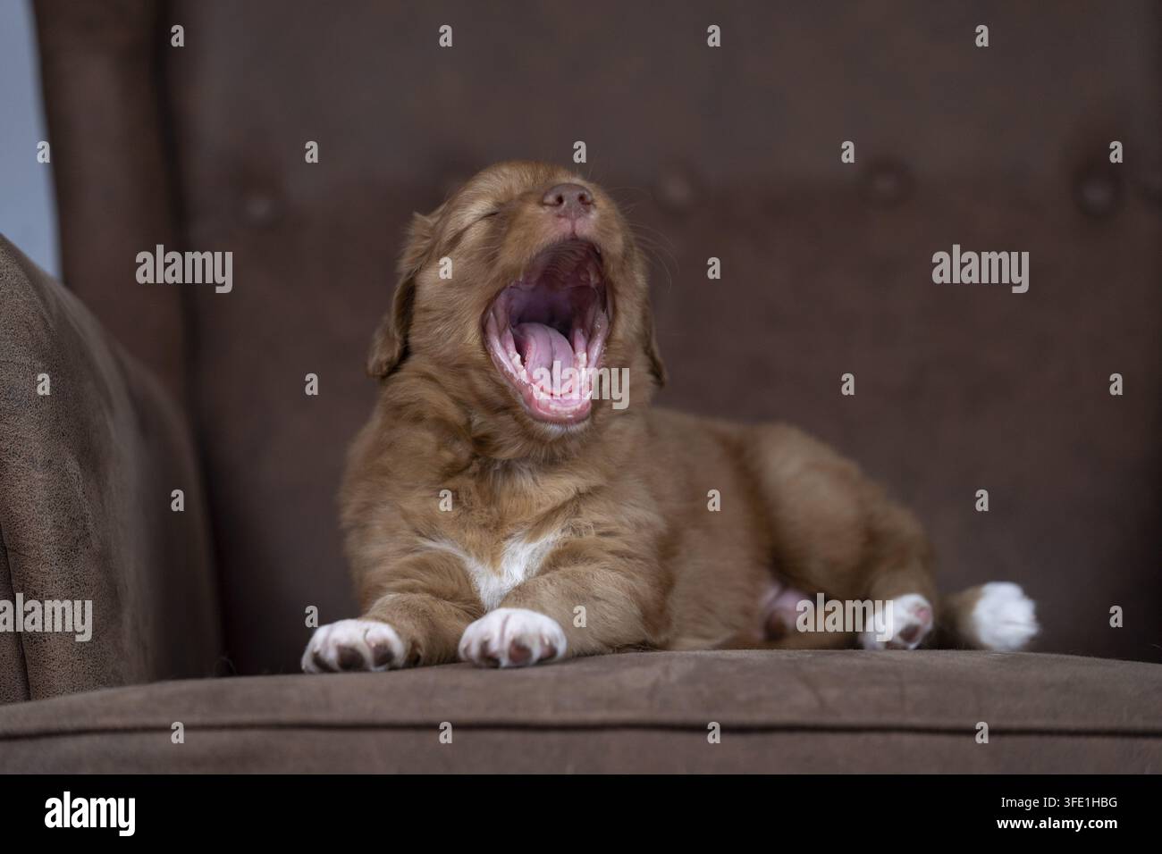 Nova Scotia Duck Tolling Retriever Stockfoto