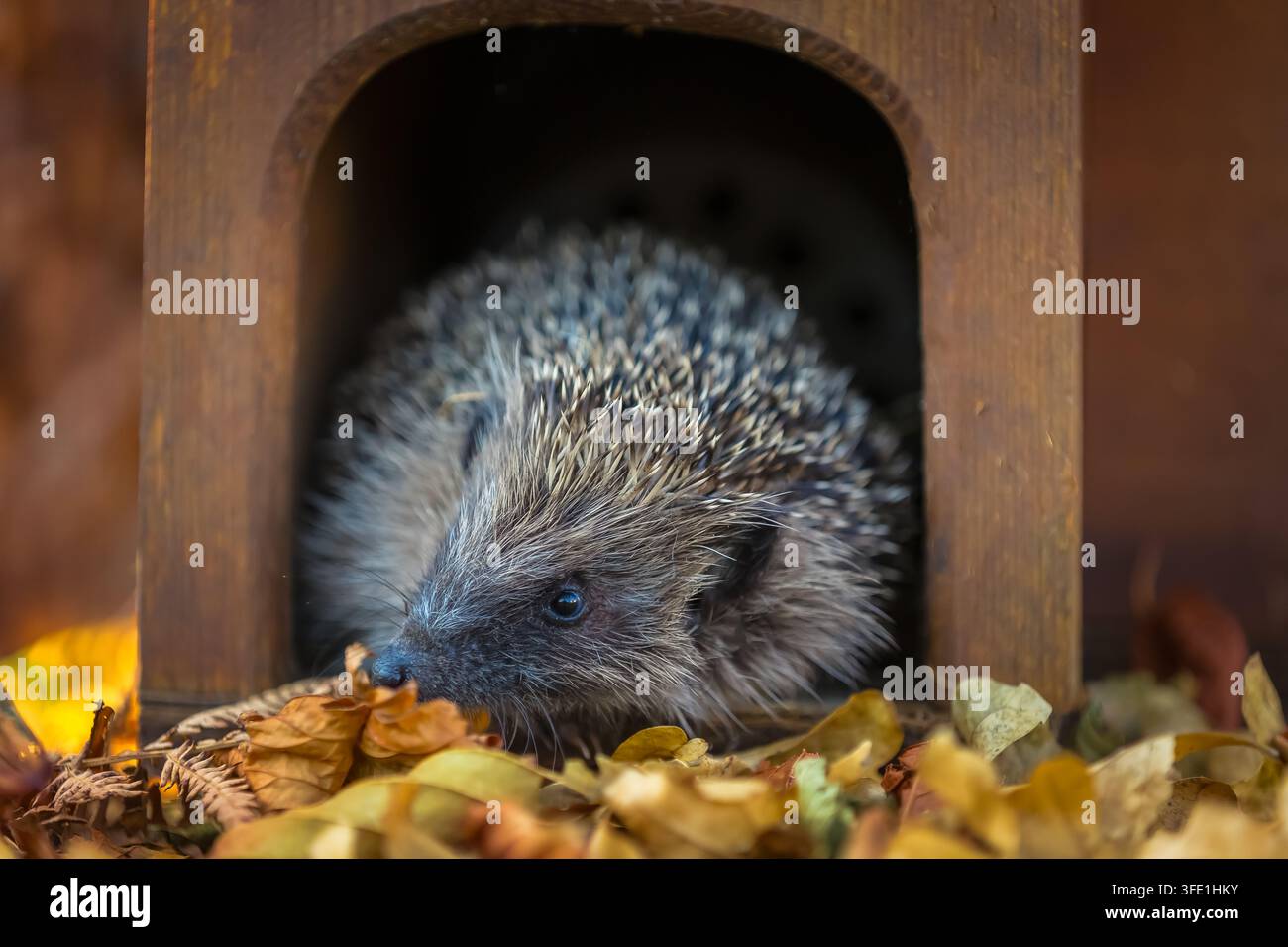 Igel, wissenschaftlicher Name: Erinaceus Europaeus. Nahaufnahme eines wilden, europäischen Igels, der sein Igelhaus am frühen Abend an einem warmen Sommerabend verlässt Stockfoto