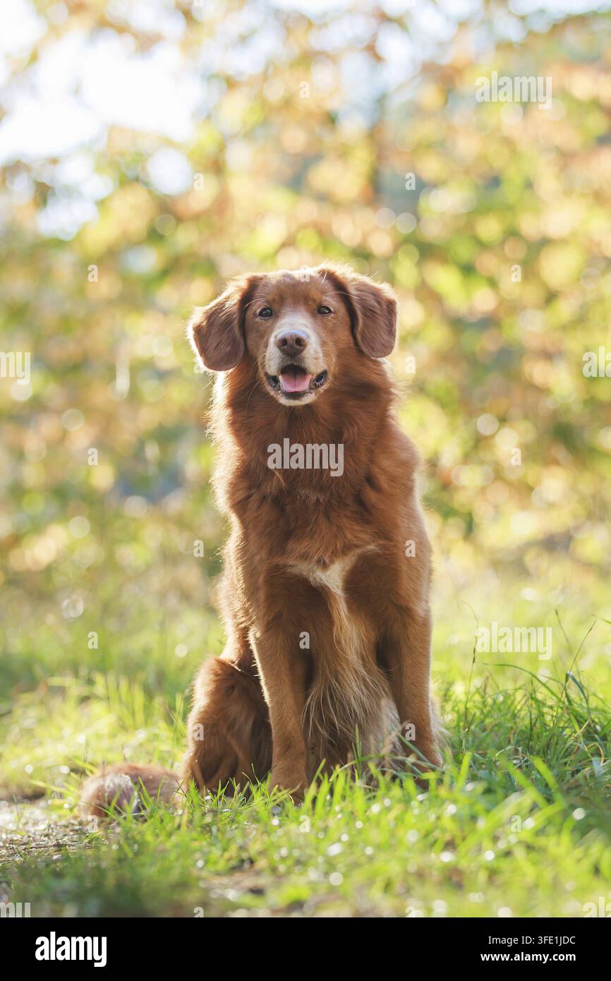Nova Scotia Duck Tolling Retriever Stockfoto