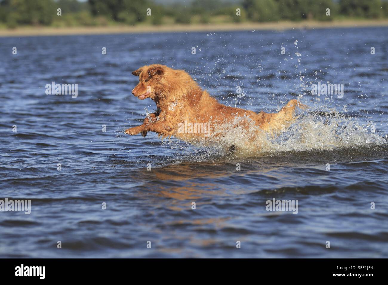 Nova Scotia Duck Tolling Retriever Stockfoto
