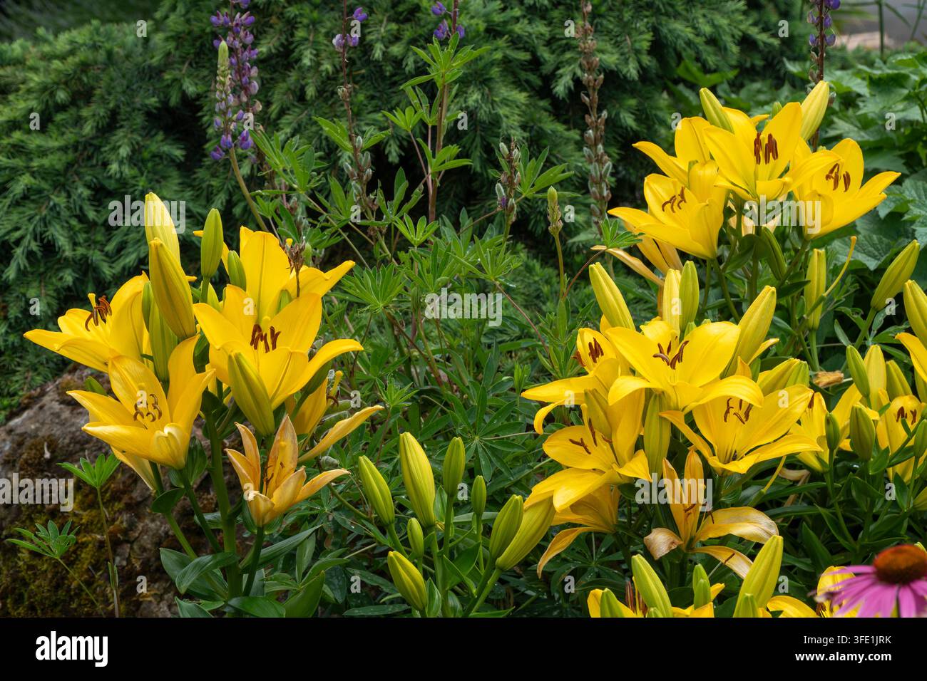 Gelbe Lilien gedeihen in einer Gartenumgebung in Oregon während des Frühlings. Stockfoto