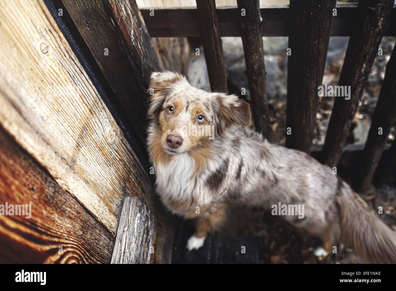 Miniature Australian Shepherd Stockfoto