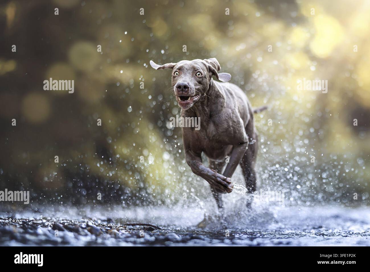 Weimaraner Stockfoto