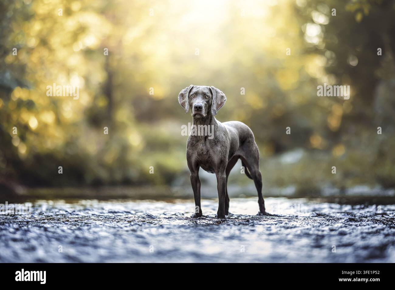 Weimaraner Stockfoto