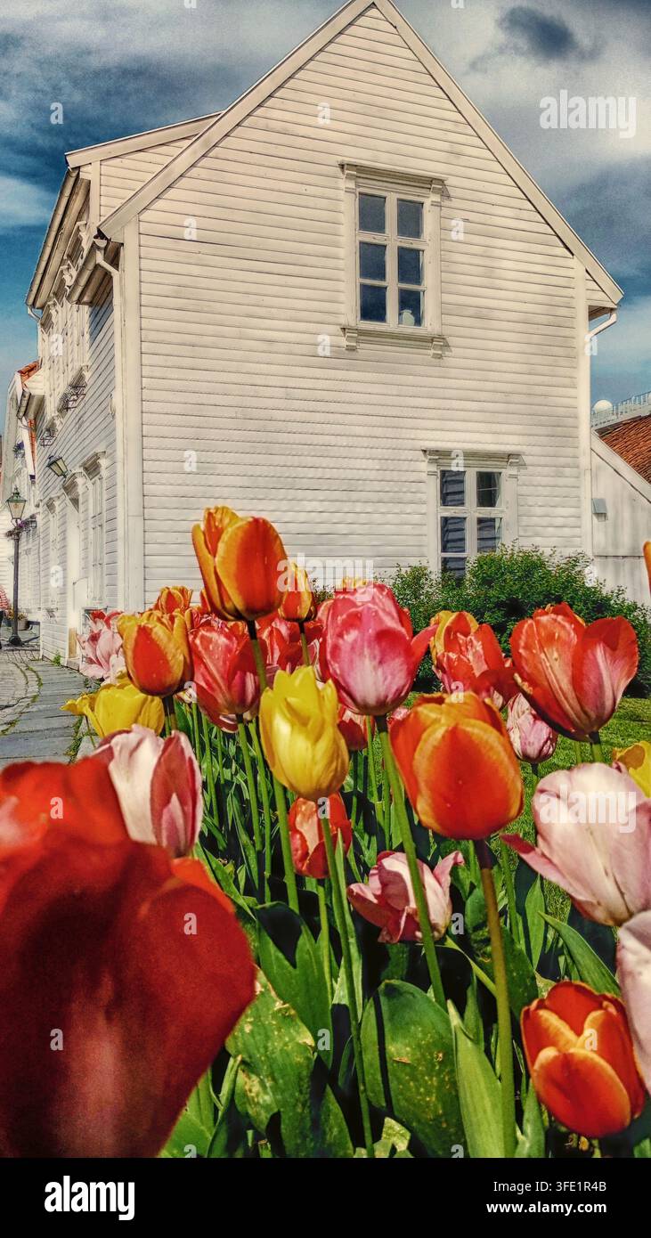 Bunte Tulpen vor einem weißen Holzhaus in Morway im Mai Stockfoto