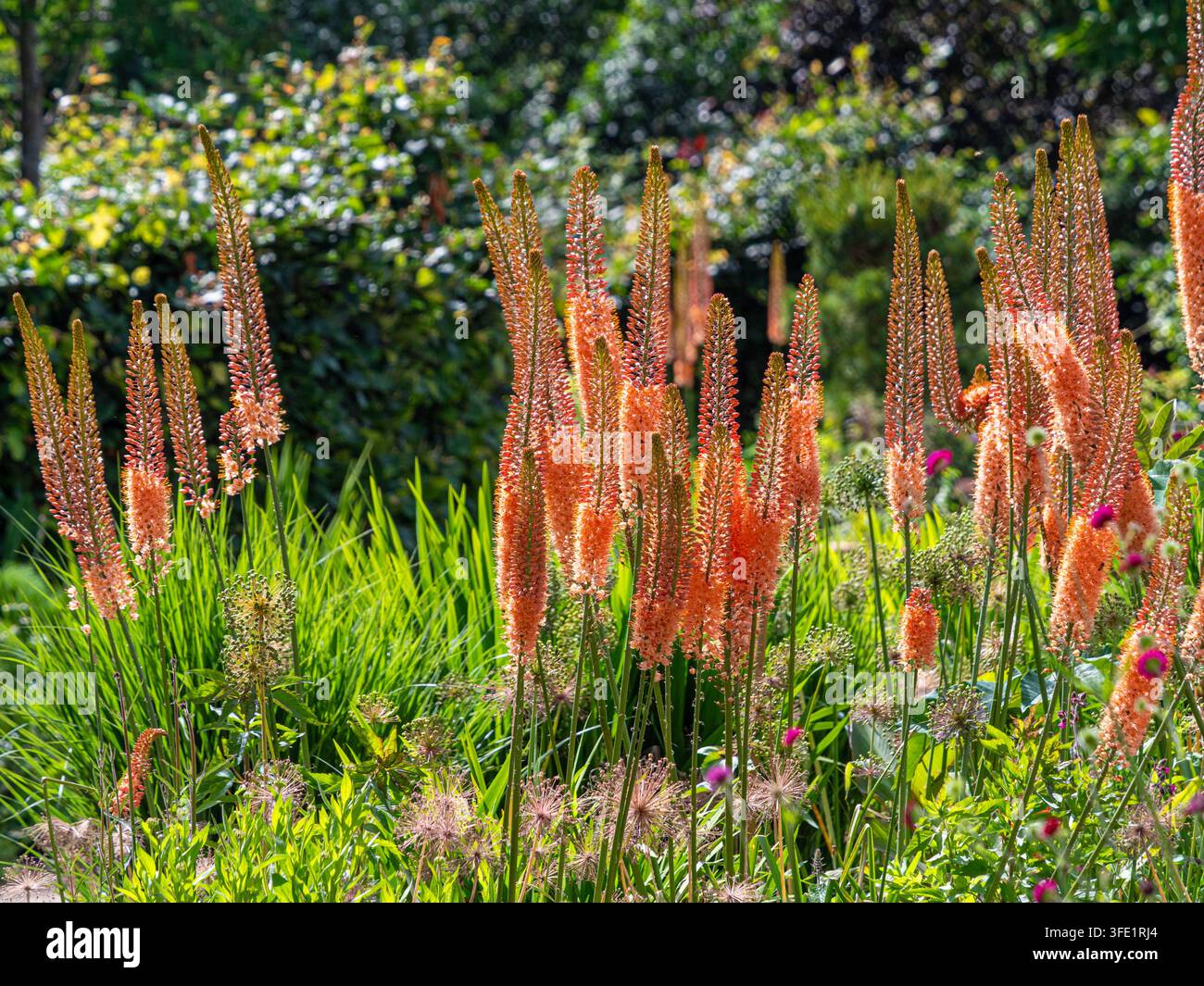 Eremurus-Fuchsschwanzlilienblütenstände in einer Sommerbordüre Stockfoto