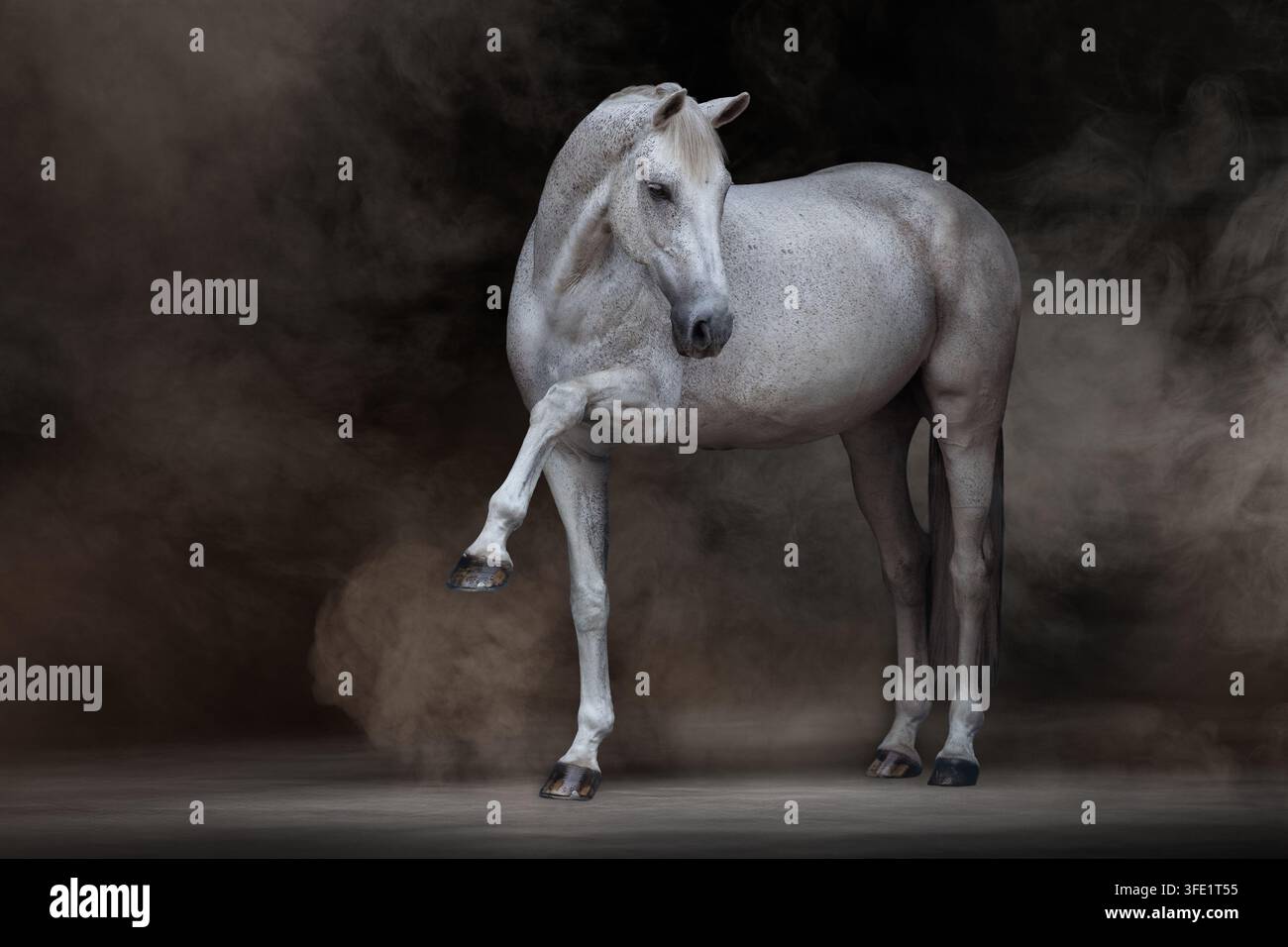 Deutsches Sportpferd hebt Bein im Nebel Stockfoto