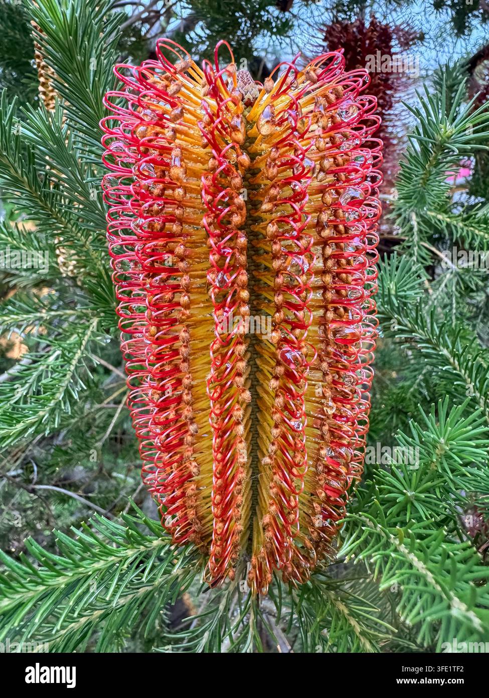 Nahaufnahme eines roten und orangefarbenen Banksia-Blütenstands, umgeben von grünem Laub in einem Garten. - Smartphone-aufgenommenes Stockfoto
