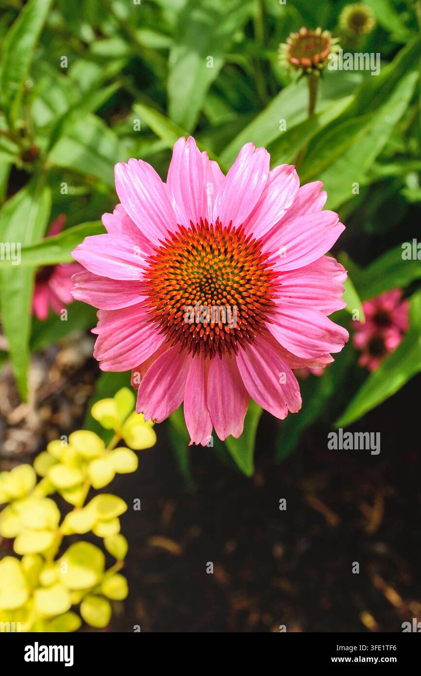 Eine nasse und glänzende Echinacea-Blüte (Purpur-Sonnenhut) in der Sonne nach dem Regen mit ihrem Laub im Hintergrund. Stockfoto