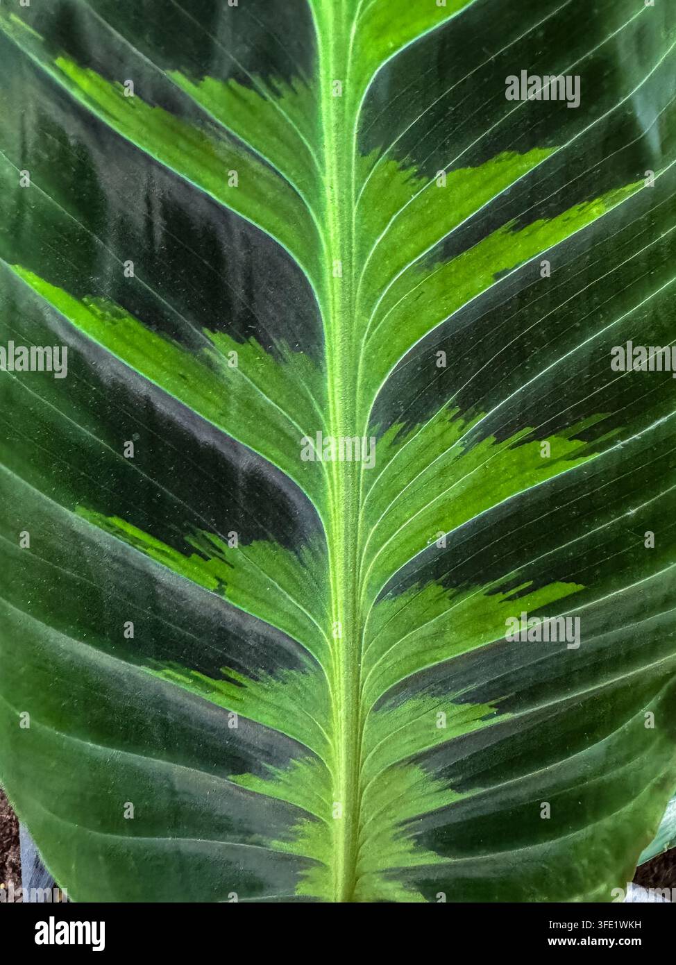 Nahaufnahme eines grün gesprenkelten tropischen Blattes mit symmetrischen Adern, gestreiftem Laub und natürlicher botanischer Textur. - Smartphone-aufgenommenes Stockfoto