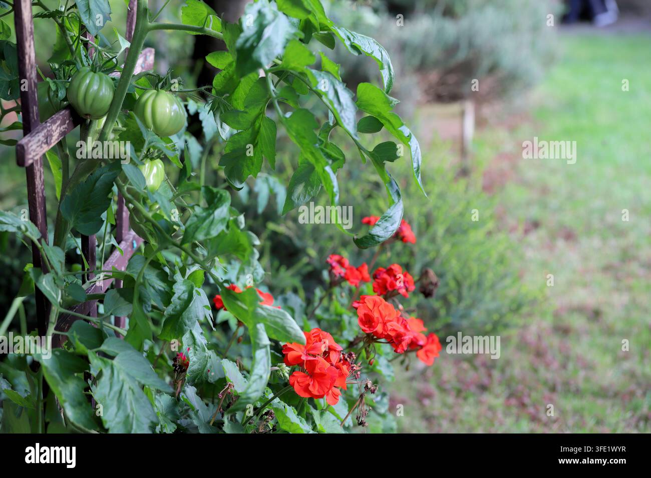 Pflanzen im Garten wachsen lassen. Blumen und Tomaten im Garten: Kombination von Zier- und Nutzpflanzen für den persönlichen Gebrauch. Stockfoto