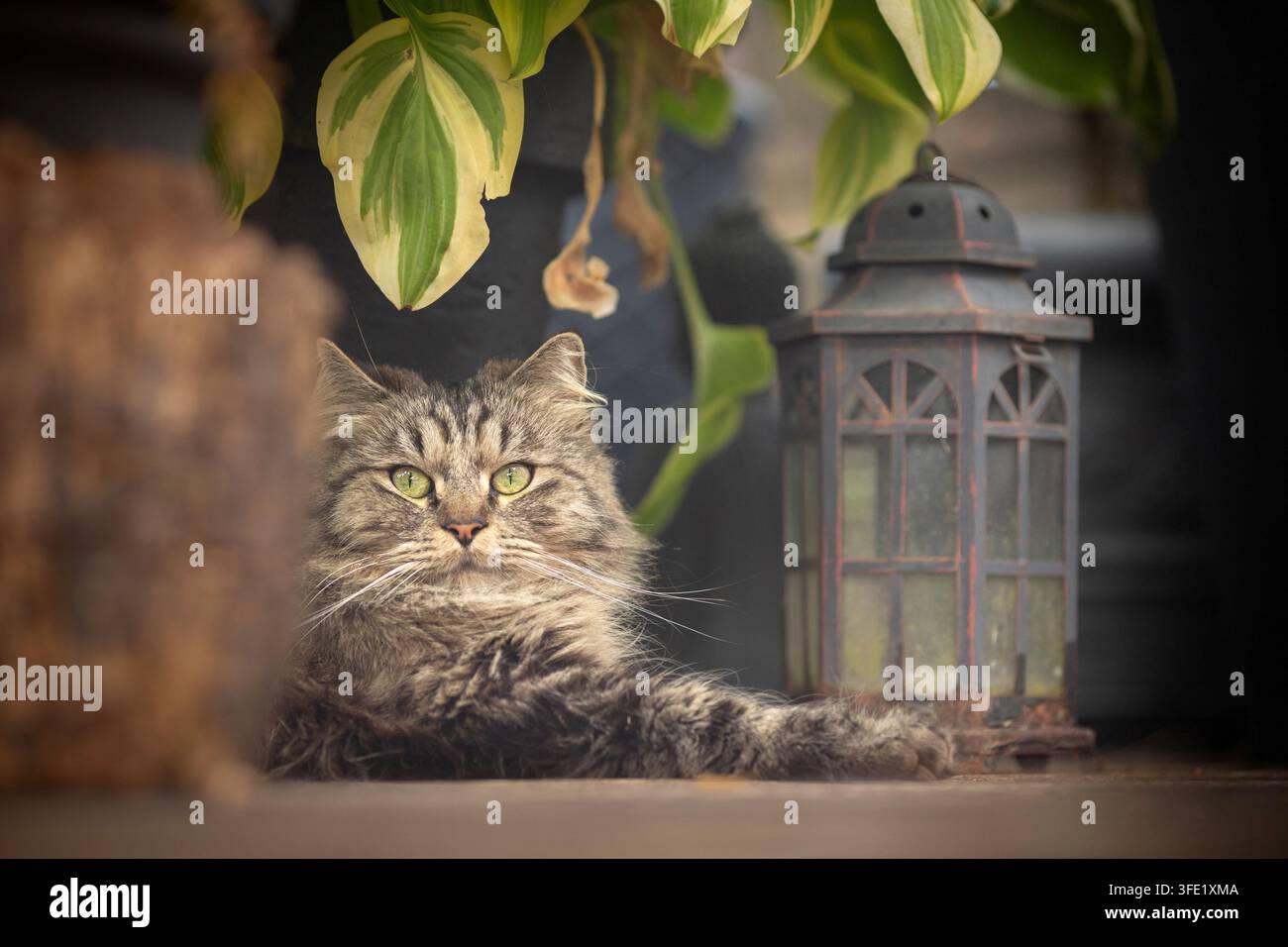 Deutscher Langhaarkater liegt in der Nähe einer alten Laterne Stockfoto