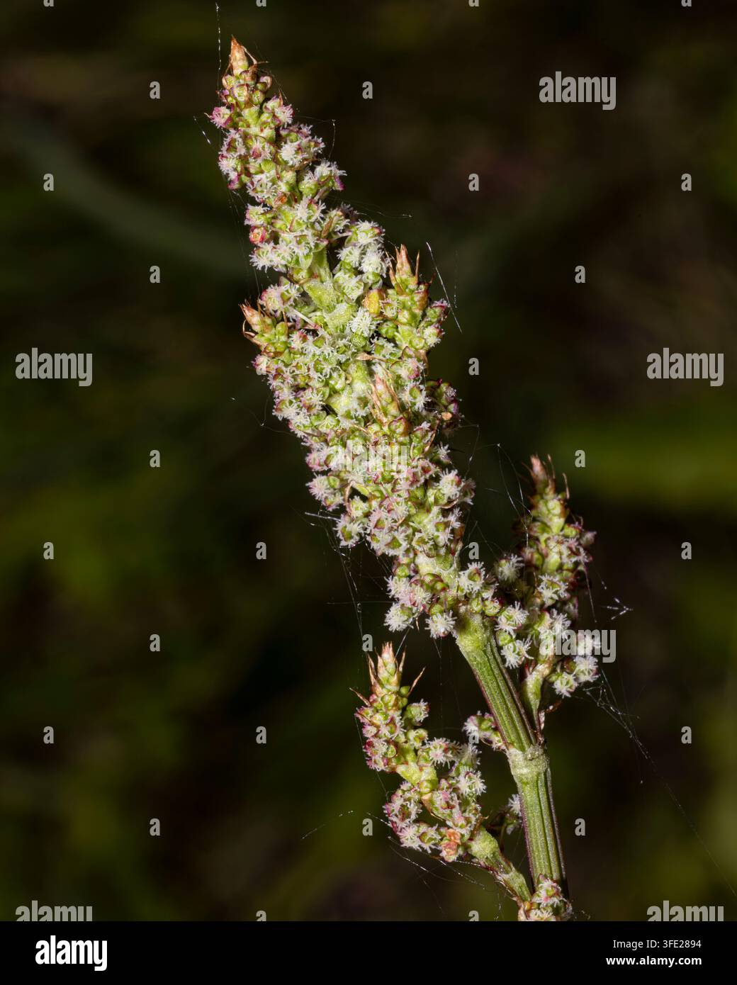Gemeine Sauerampfer (Rumex acetosa) Weibchen mit winzigen Blüten und flauschigen Narben auf einem verschwommenen dunkelgrünen Hintergrund Stockfoto