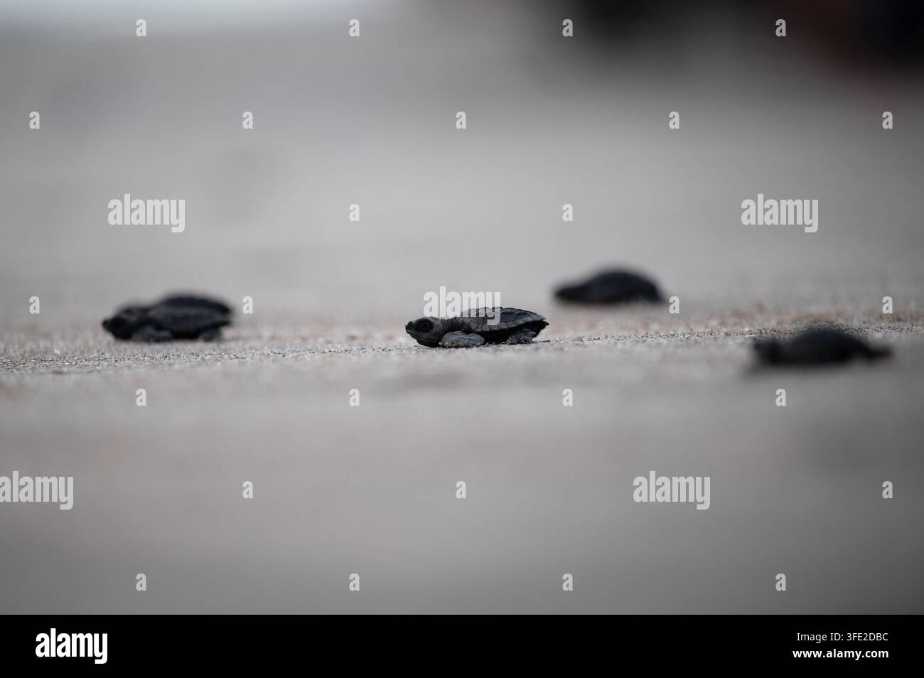 Kleine Schildkröten bewegen sich langsam am Strand, während sie sich auf den Weg zum Meer machen. Diese Szene stammt aus einem Küstengebiet bei Sonnenuntergang. Stockfoto
