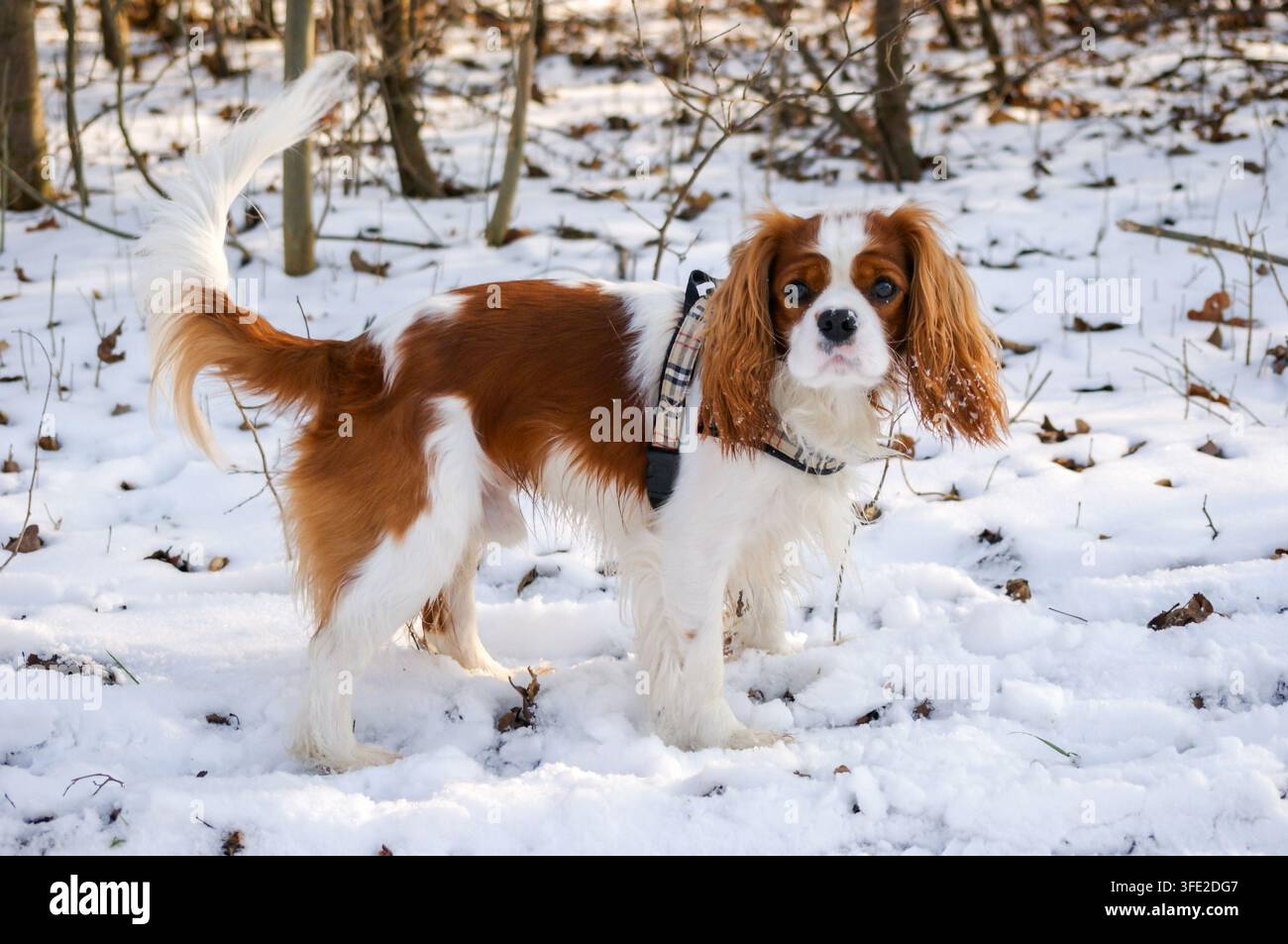 Cavalier King Charles Spaniel, Hund im Winter Stockfoto