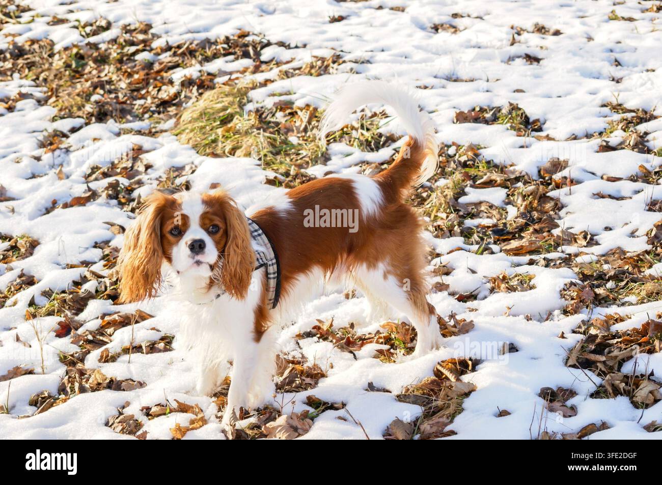 Cavalier King Charles Spaniel, Hund im Winter Stockfoto