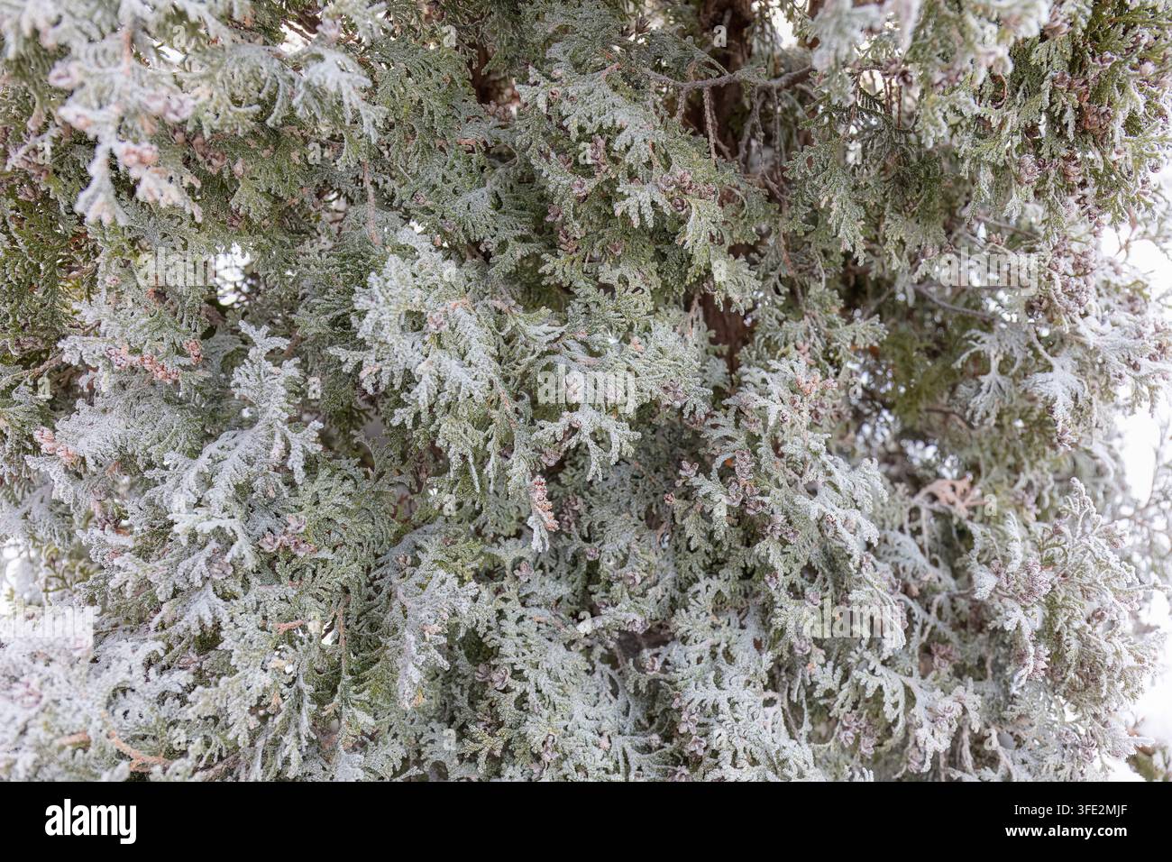 Immergrüne Kälte-Resistenz zeigt sich in dichtem Nadelbaumlaub, das mit zartem Frost überzogen ist, und offenbart natürliche Wintertextur und Pflanzenanpassung für die Jahreszeit Stockfoto
