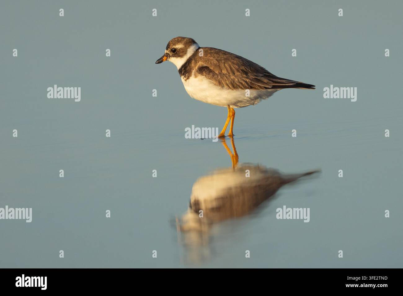 Halbgeschnallter Regenpfeifer (Charadrius semipalmatus) adult steht im Wasser und sucht nach Nahrung am Strand von Stone Harbor Point, New Jersey Stockfoto