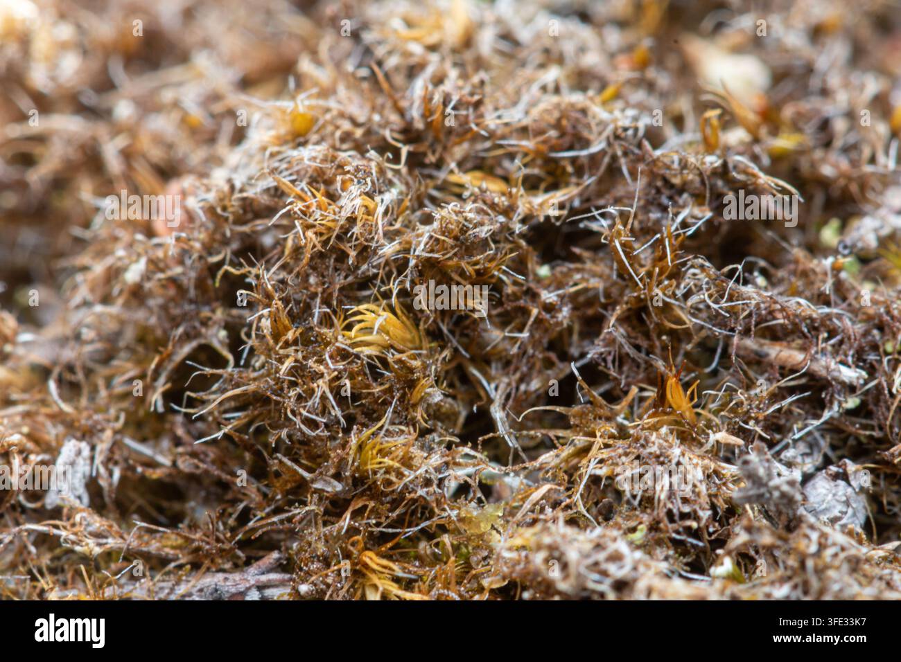 Campylopus introflexus, auch bekannt als Heide-Sternmoos, ein nicht heimisches Bryophyten auf der Heidefläche in Surrey, England, UK, nach einem langen trockenen Sommer Stockfoto