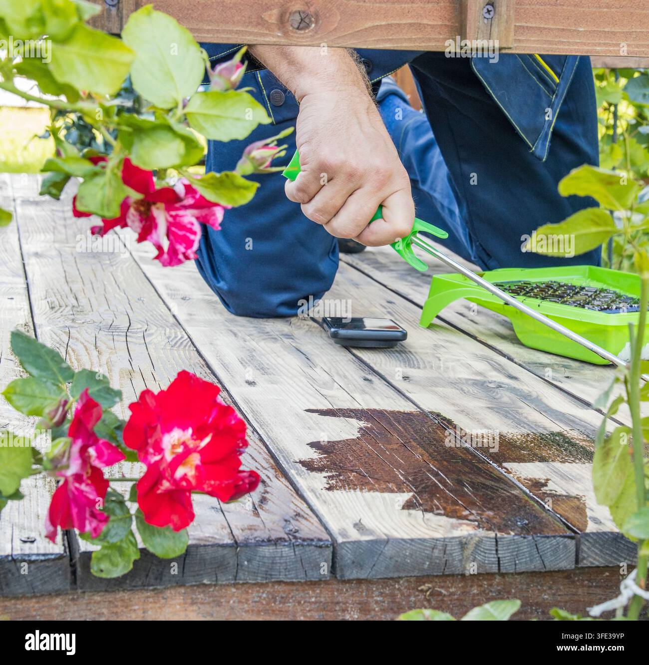 Person tendiert ein Holzdeck mit grünen Werkzeugen. Rote Rosen rahmen die Szene in weicher Unschärfe ein. Hände arbeiten sorgfältig Stockfoto