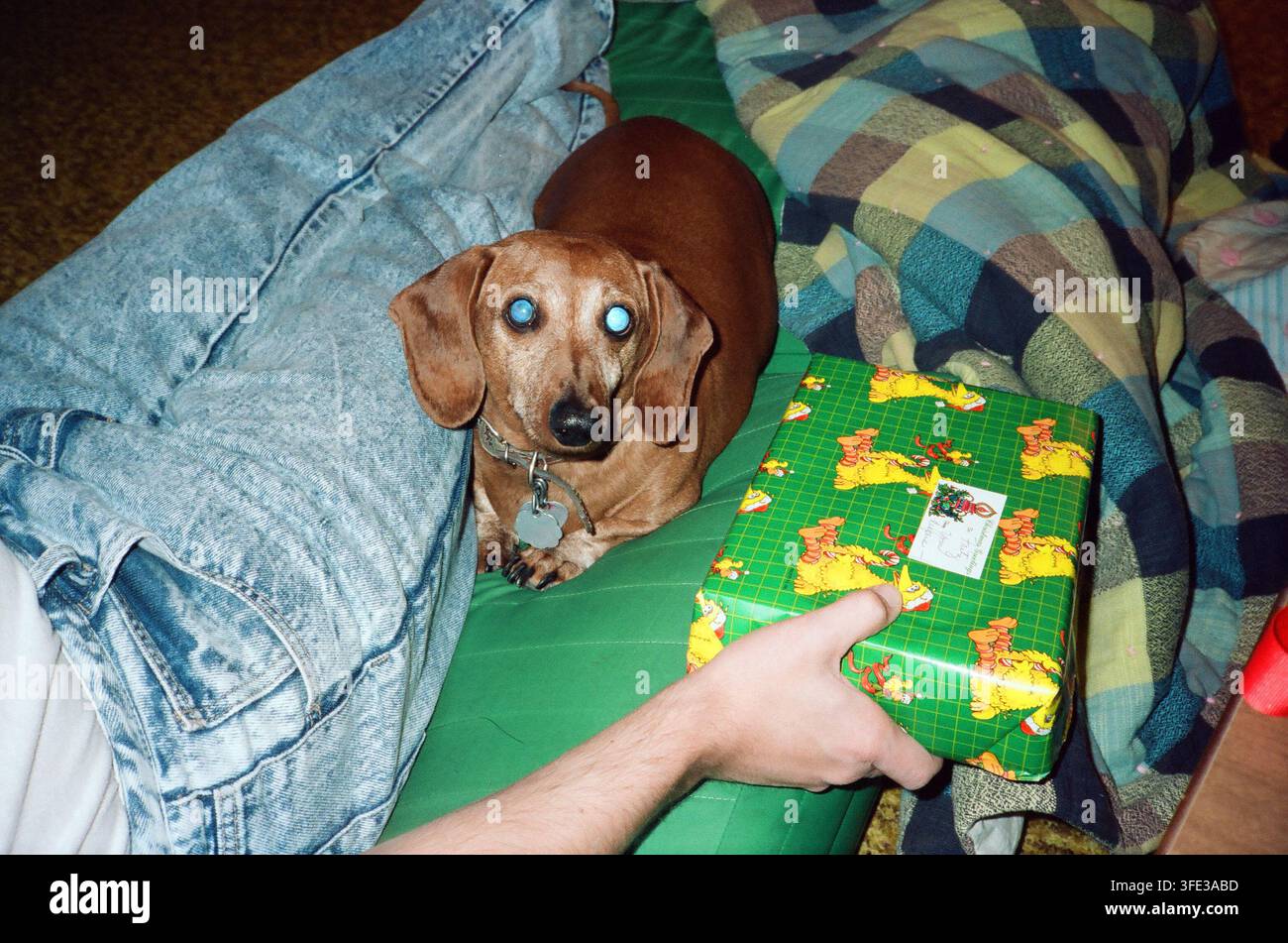 Ein brauner Dackel mit blitzreflektierten Augen sitzt neben einem grün eingewickelten Weihnachtsgeschenk, das von einer Person auf einer Couch mit karierten Kissen gehalten wird. Stockfoto