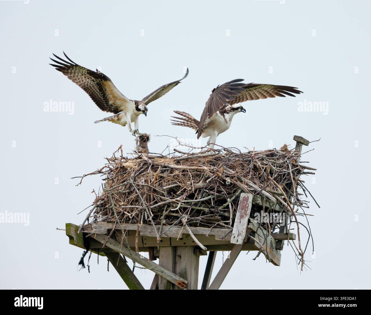 VEREINIGTE STAATEN, NEW YORK CITY, JAMAICA BAY. FISCHADLER BAUEN IHR NEST, JAMAICA BAY Stockfoto