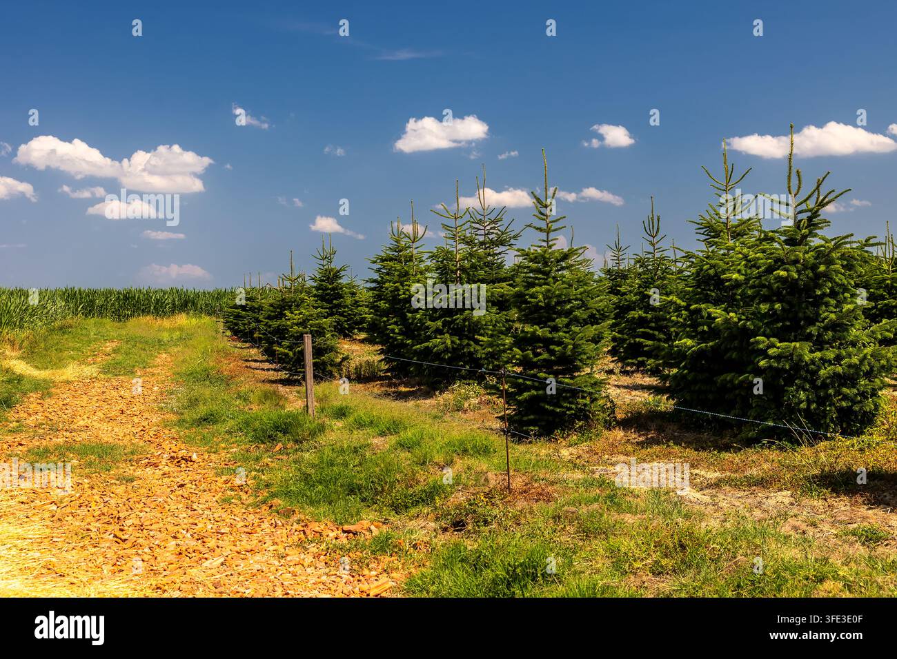 Sämlinge-Kieferngarten-Landschaft Stockfoto