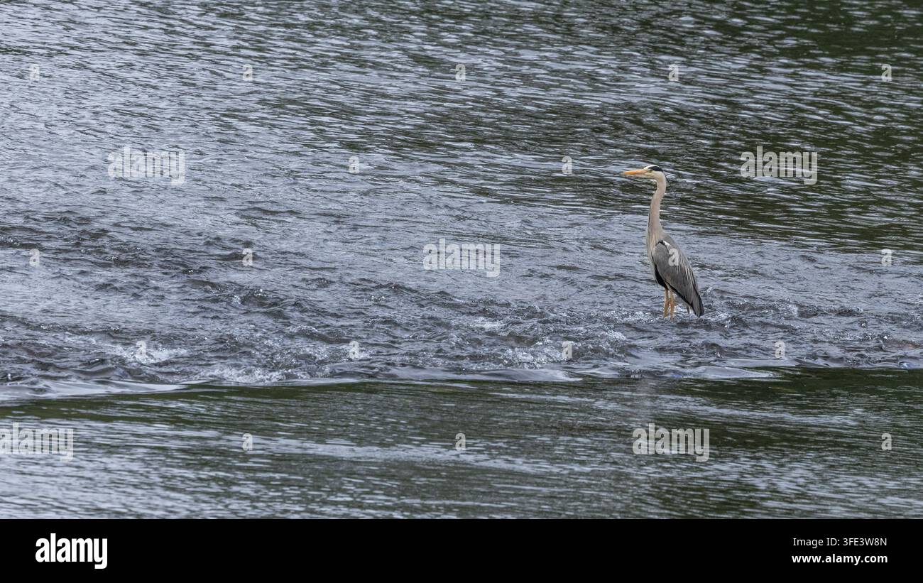 Grauer Reiher [Ardea cinerea] im Fluss Exe von der Trews-Wehr-Hängebrücke, Exet, UK Stockfoto