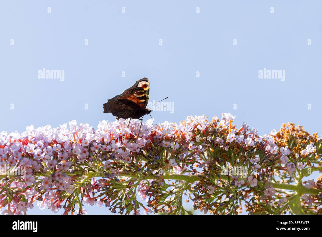 Pfauenblume [ Aglais io ] füttert an Blüten eines Buddleja-Sträuchers, Somerset, UK Stockfoto